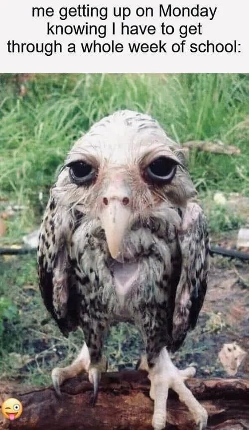 goofy bird meme