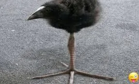 Goofy ahh Birds Images 16 goofy looking picture of bird