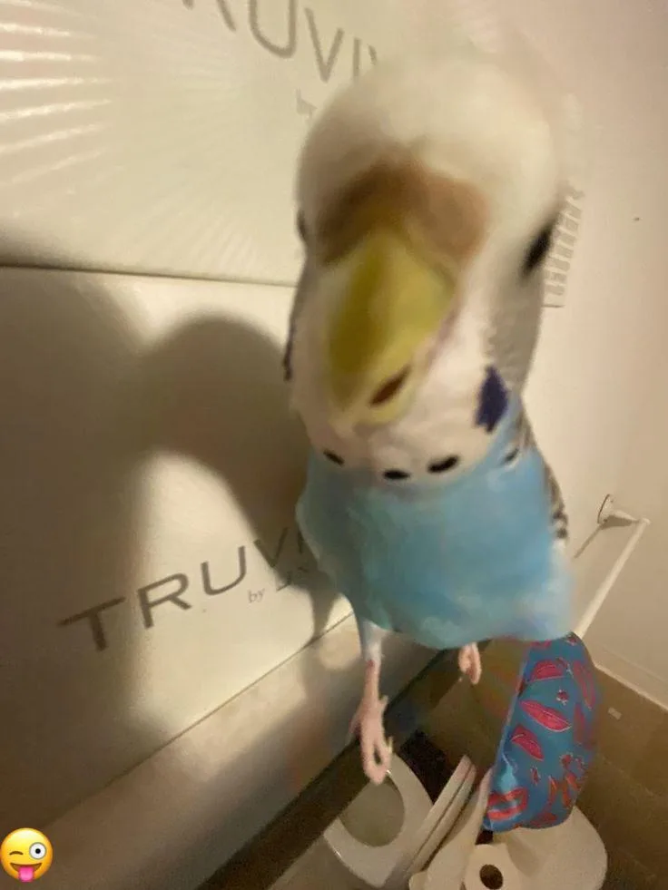 Goofy ahh Birds Images 18 goofy ahh picture of parrot
