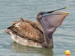 Goofy ahh Birds Images 19 fuuniest picture of bird on internet