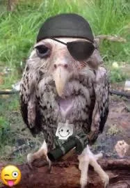 Goofy ahh Birds Images 20 Funny bird image